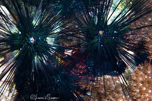 Black Sea Urchins/Photographed with a Canon 60 mm macro l... by Laurie Slawson 
